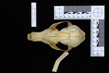 Media type: image;   Mammalogy BANGS-3793 Description: Image of skeleton specimen - dorsal view. dorsal view of skull.;